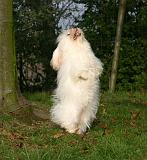 COTON DE TULEAR 011
